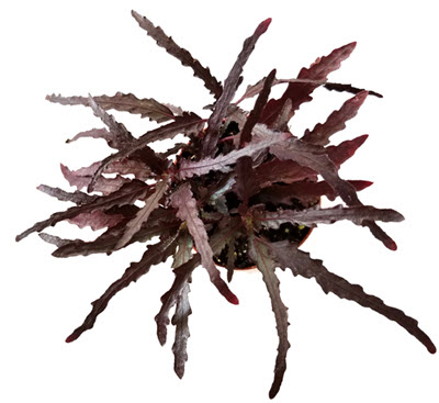 2" Hemigraphis Dragon Tongue